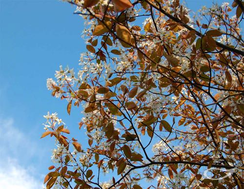 Amelanchier lamarckii Blüte und Blattaustrieb