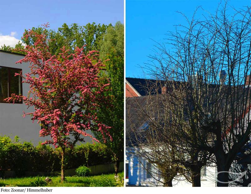 Crataegus Paul’s Scarlett Rotdorn