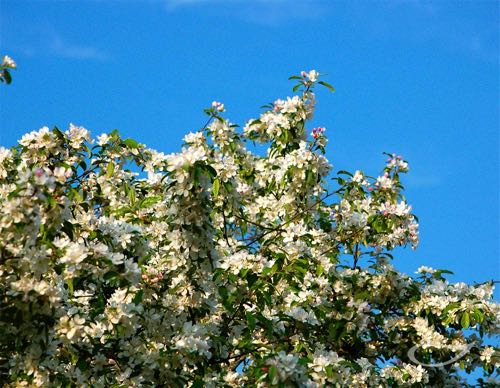 4-Jahreszeiten Baum Malus ‚Evereste‘ Zier-Apfel