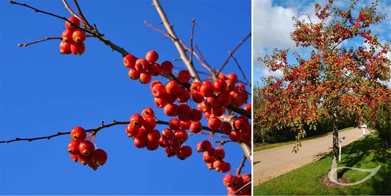 4-Jahreszeiten Baum Malus ‚Evereste‘ Früchte