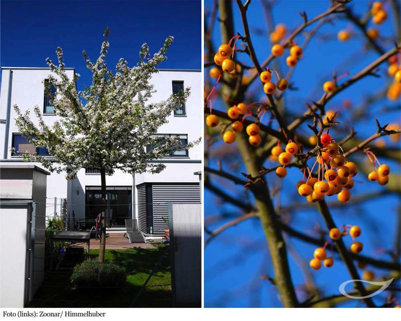 4-Jahreszeiten Baum Malus toringo Blüte und Früchte