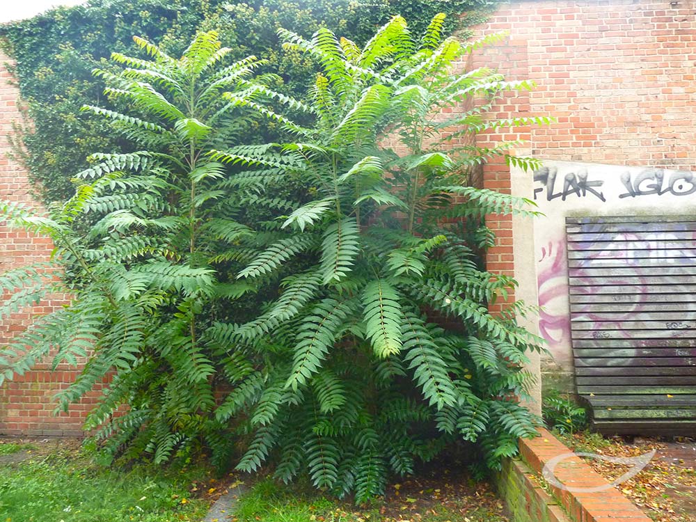 Ailanthus altissima Götterbaum