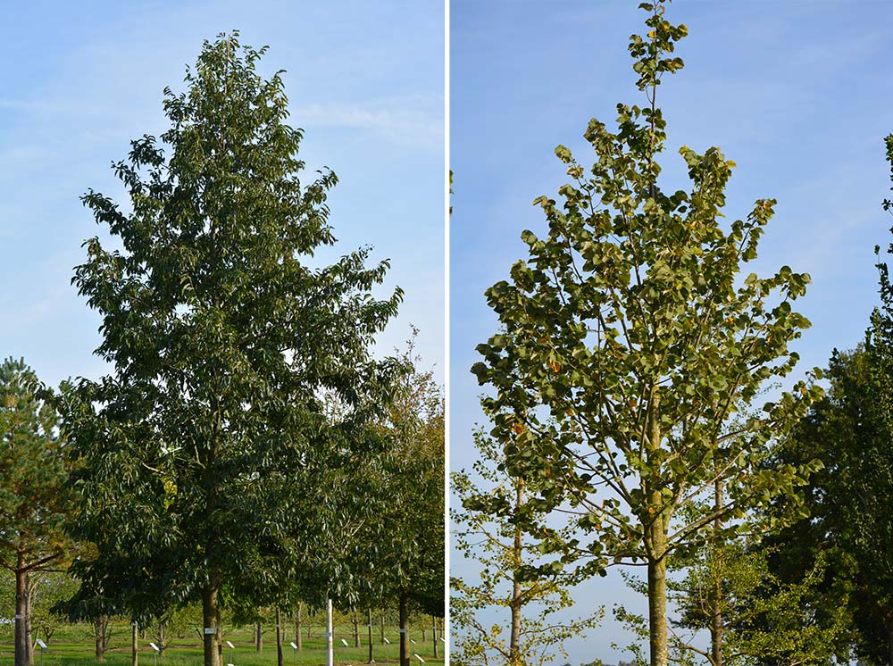 Alnus spaethii und Tilia tomentosa Brabant