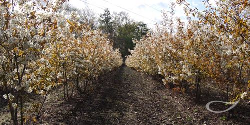 Baumschule Bradfisch Amelanchier lamarckii Sträucher im Freiland