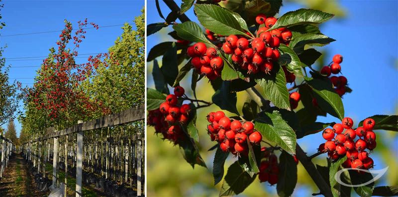 Baumschule Bradfisch Crataegus x lavallei ‚Carrierei‘ Containerbäume