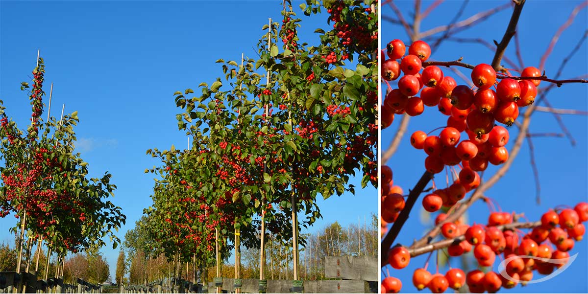 Baumschule Bradfisch Malus ‚Evereste‘ Containerbäume