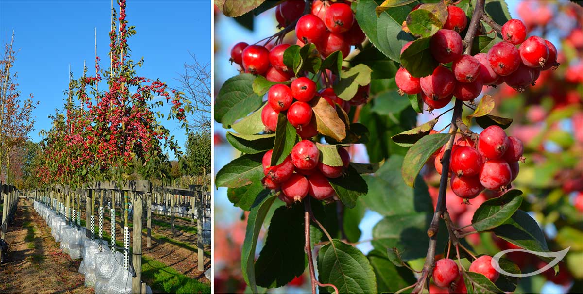 Baumschule Bradfisch Malus ‚Red Sentinel‘ Containerbäume