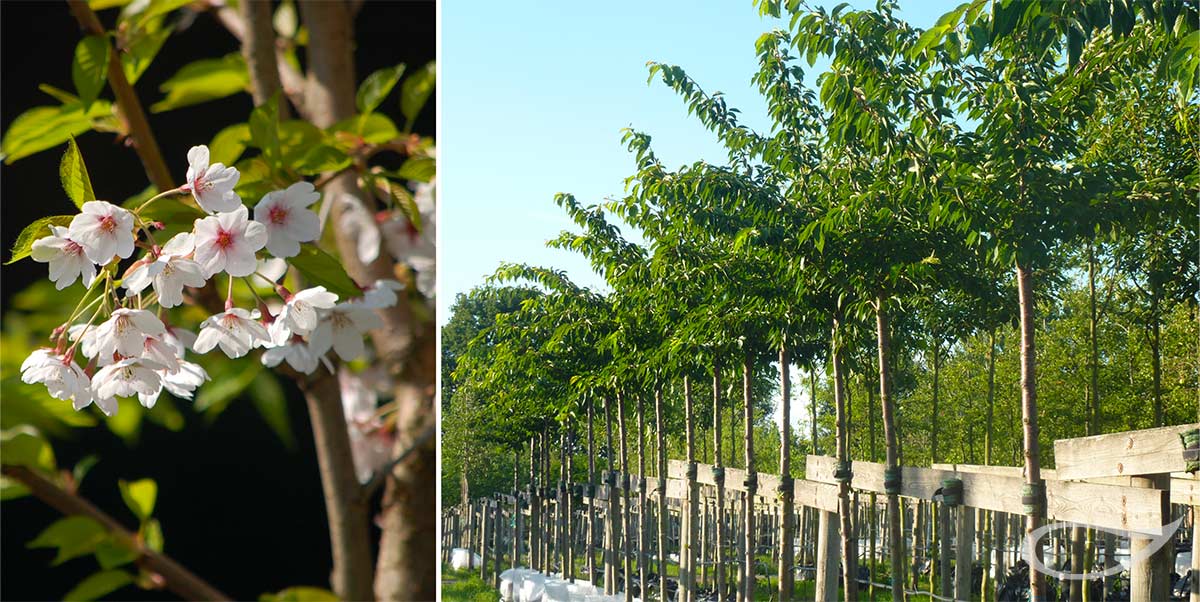 Baumschule Bradfisch Prunus x yedoensis Containerbäume