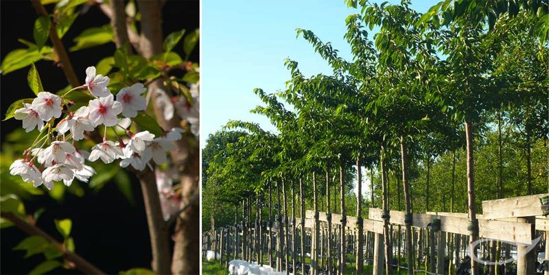 Baumschule Bradfisch Prunus x yedoensis Containerbäume