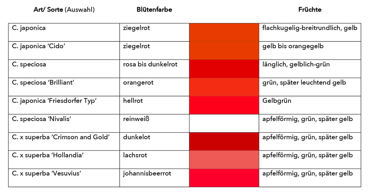 Chaenomelesn Arten und Sorten: Blüten- und Fruchtfarben