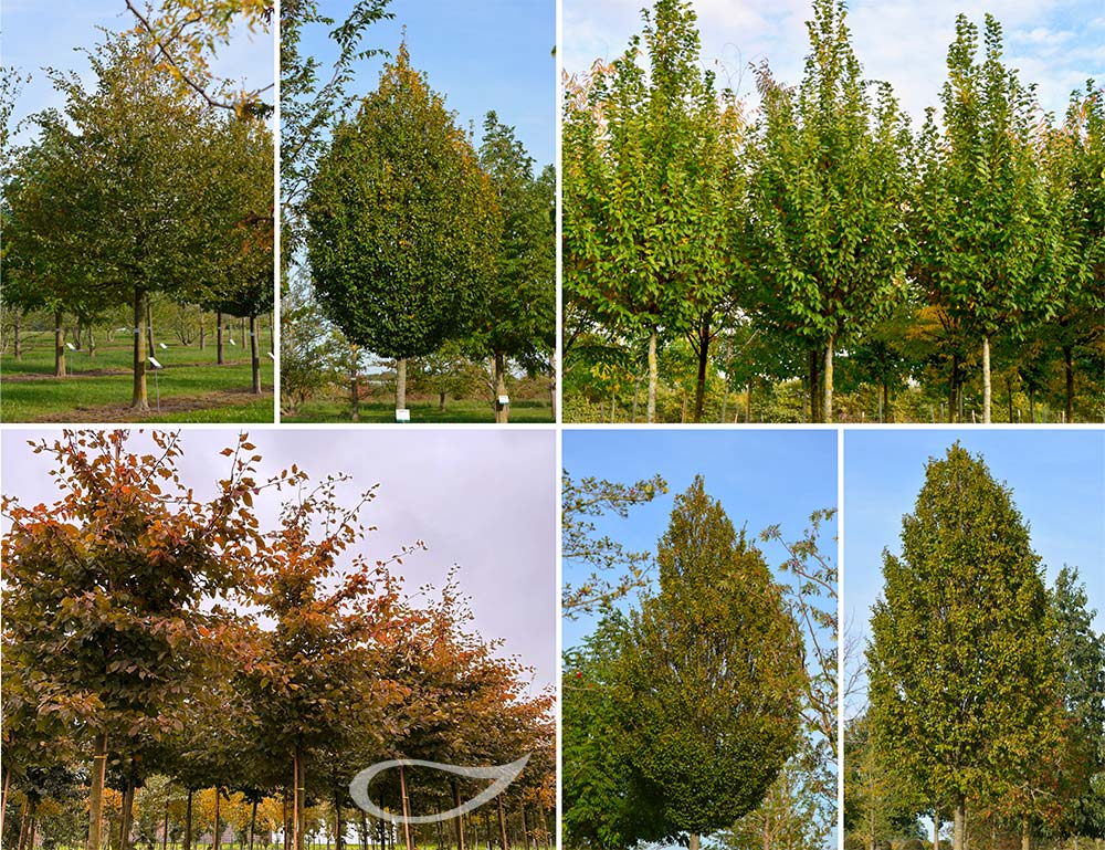 Carpinus betulus und Sorten