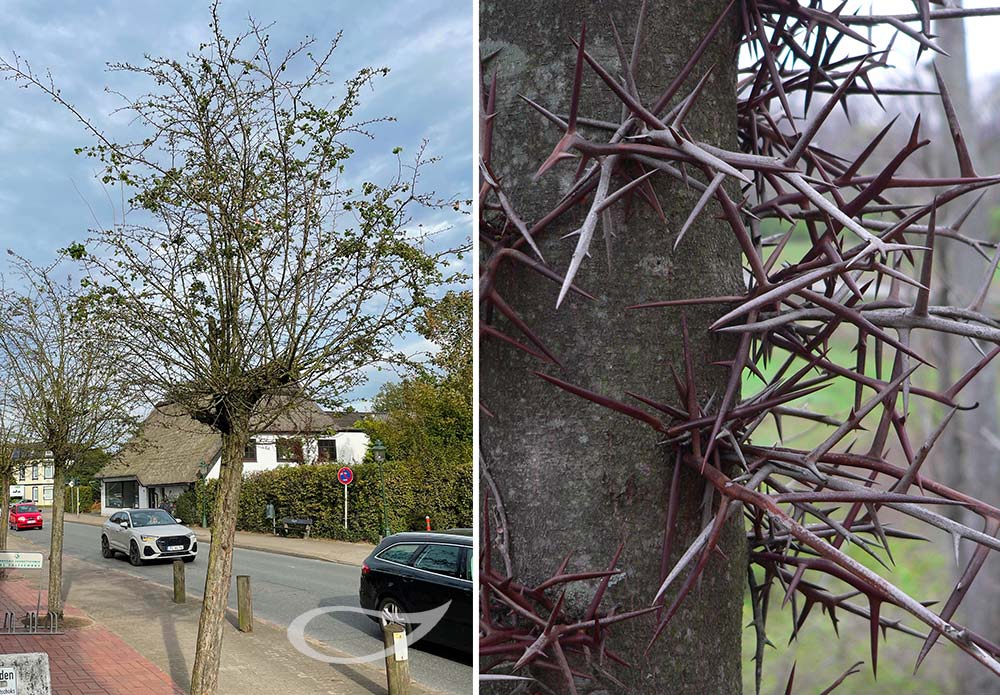 Crataegus ‚Paul’s Scarlett‘ und Gleditsia triacanthos mit Stammdornen