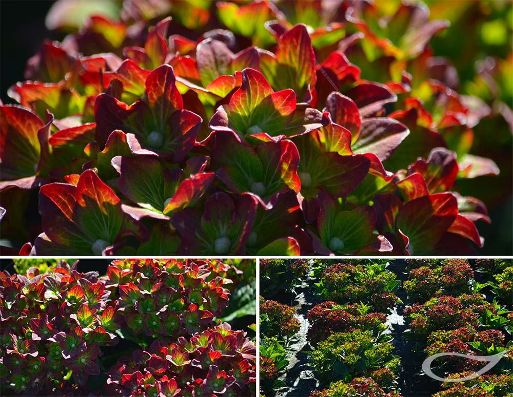 Hydrangea Schloss Wackerbarth