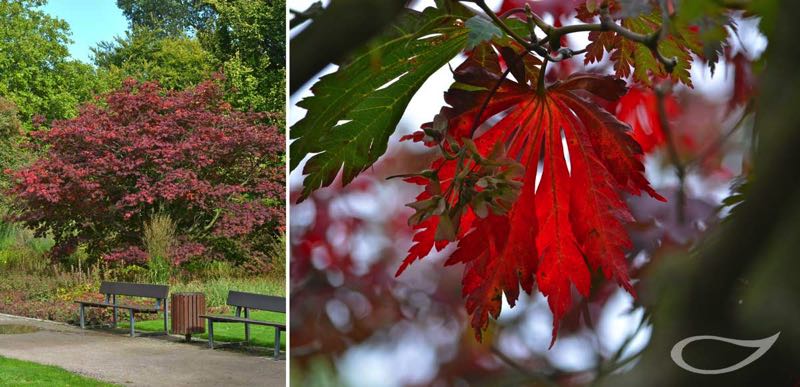 Acer japonicum Aconitifolium Herbstfärber Herbstfärbung