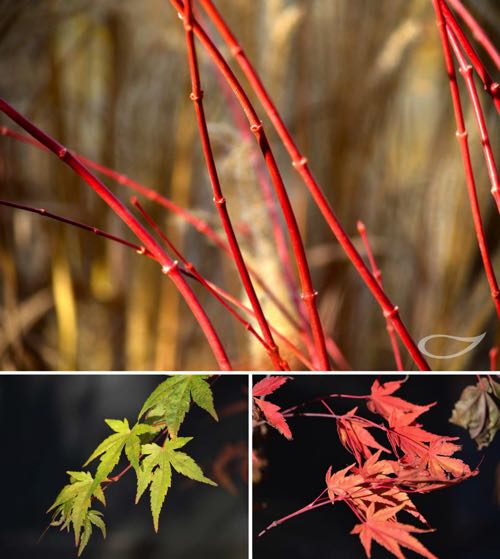 Wintergehölze: Acer palmatum Sango-Kaku Korallen-Ahorn