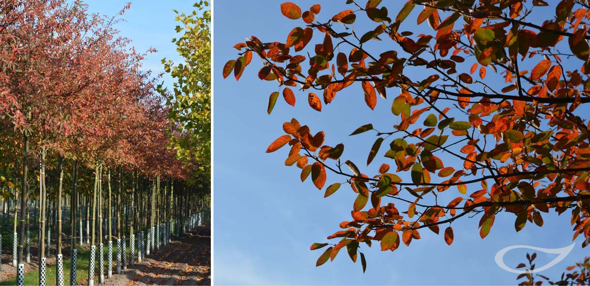 Amelanchier lamarckii Herbstfärbung Freiland