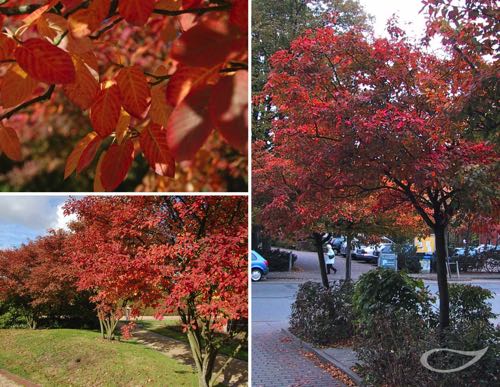 Amelanchier lamarckii Herbstfärbung Herbstfärber