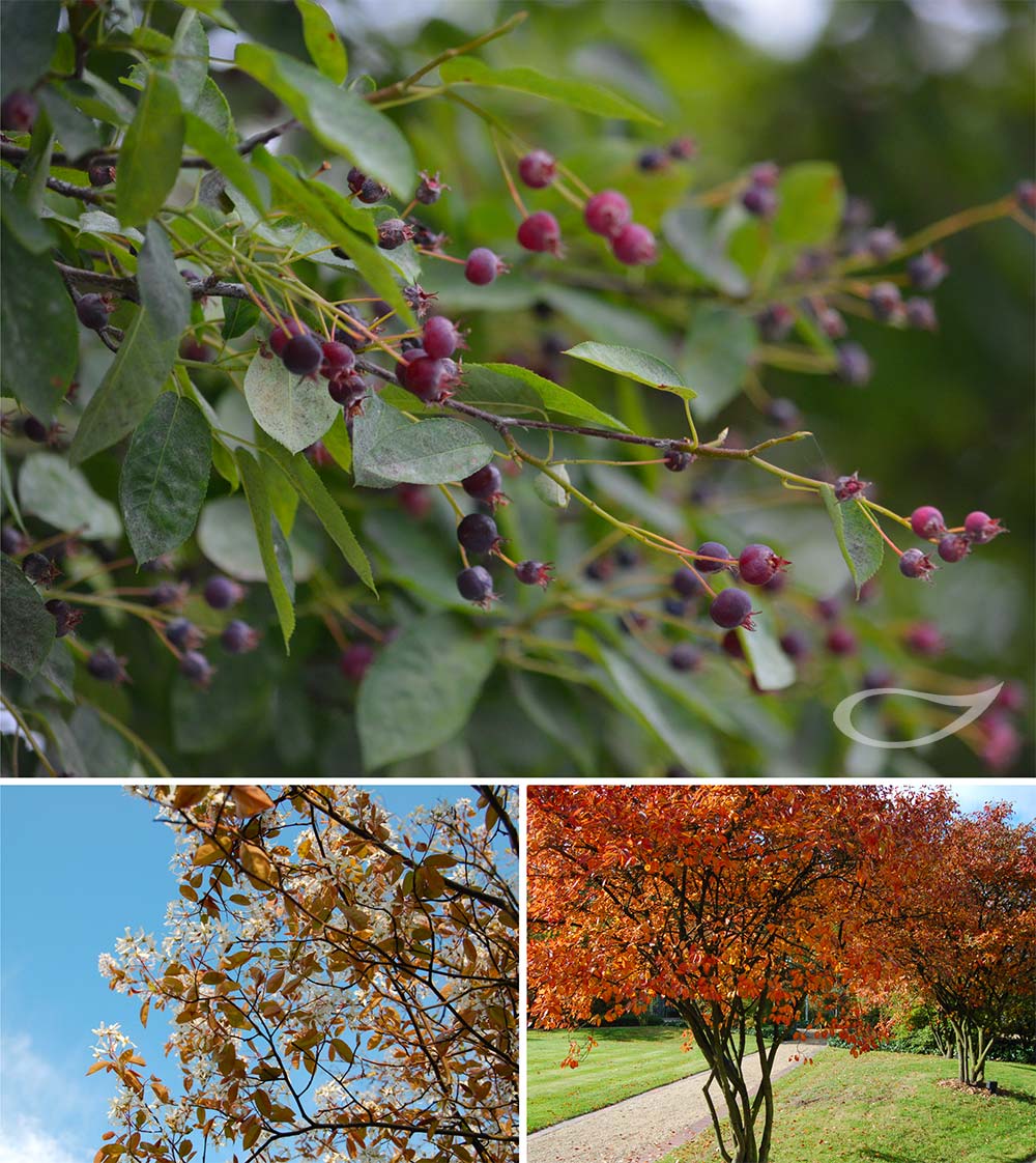 Amelanchier lamarckii Wildobst