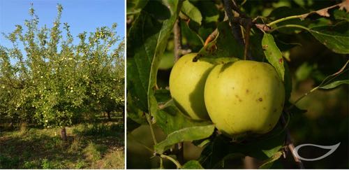 Apfelbaum Golden Delicious