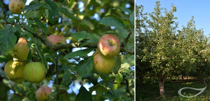 Apfelbaum Gravensteiner rot