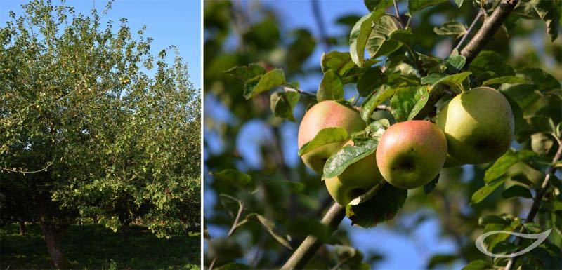 Apfelbaum Prinz Albrecht von Preußen