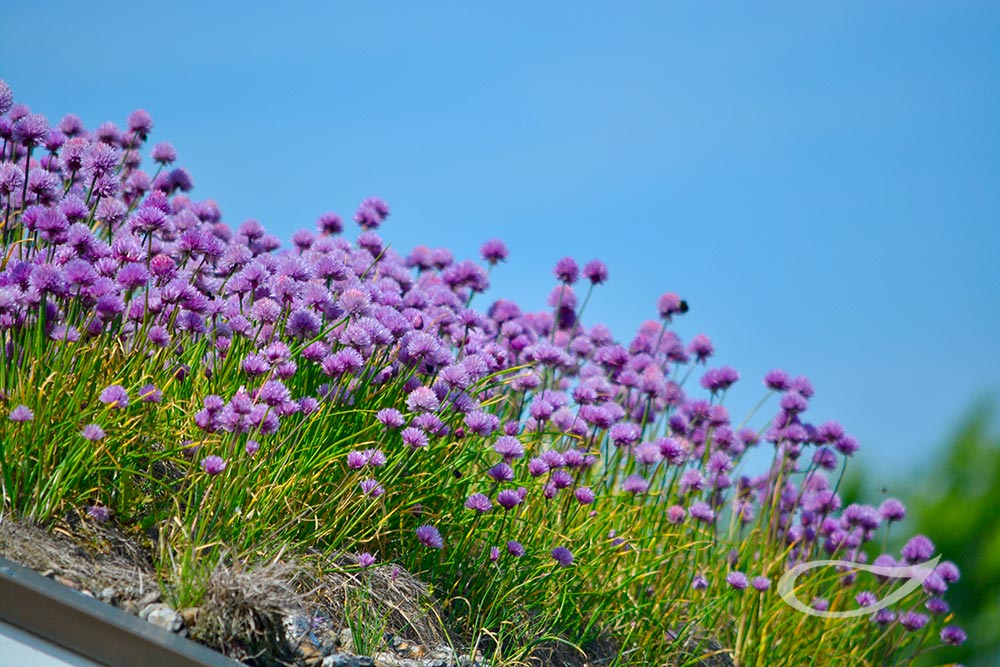 Armeria maritima Grasnelke