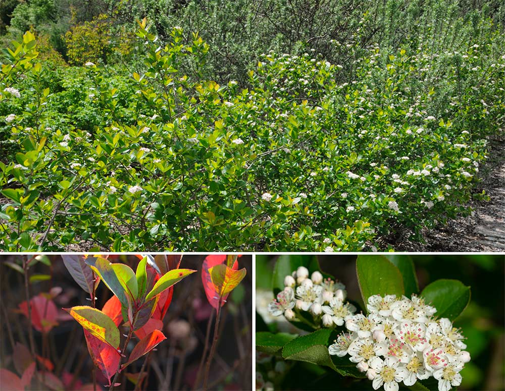 Aronia melanocarpa