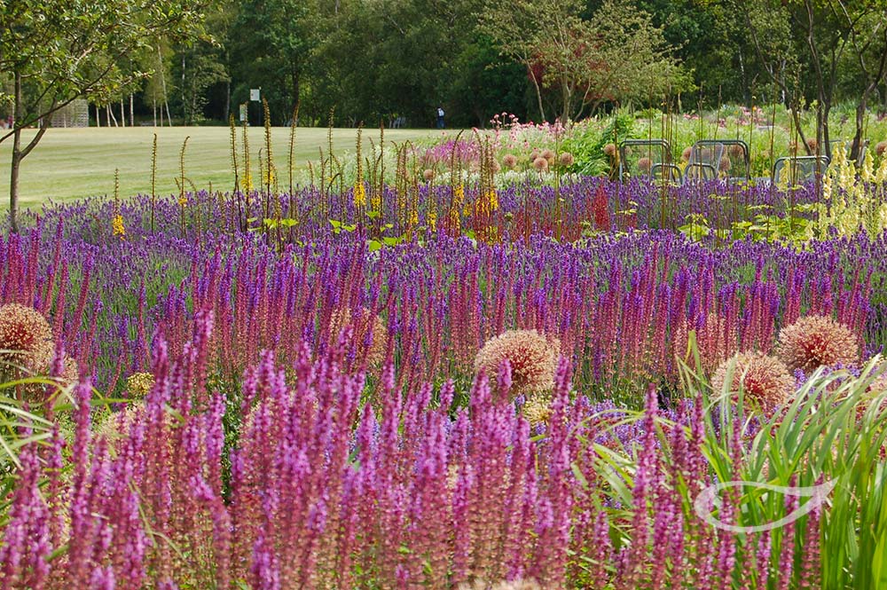 Beliebte Stauden: Allium, Salvia und Lavendel