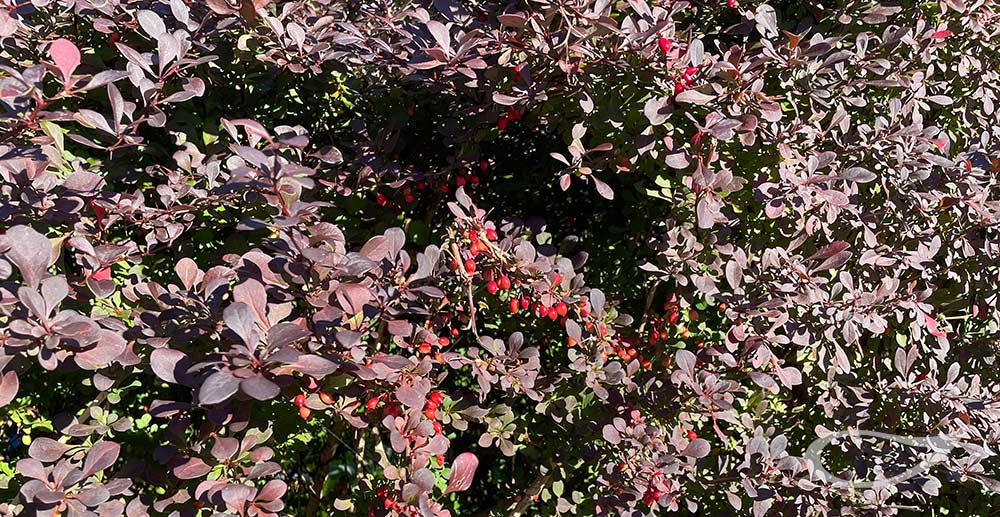 Berberis thunbergii Atropurpurea