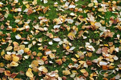 Herbstlaub Betula pendula