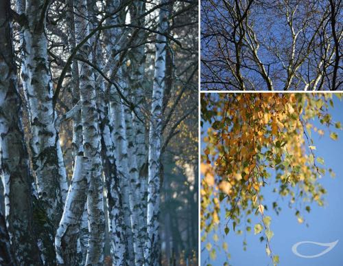 Wintergehölze: Betula pendula Sand-Birke