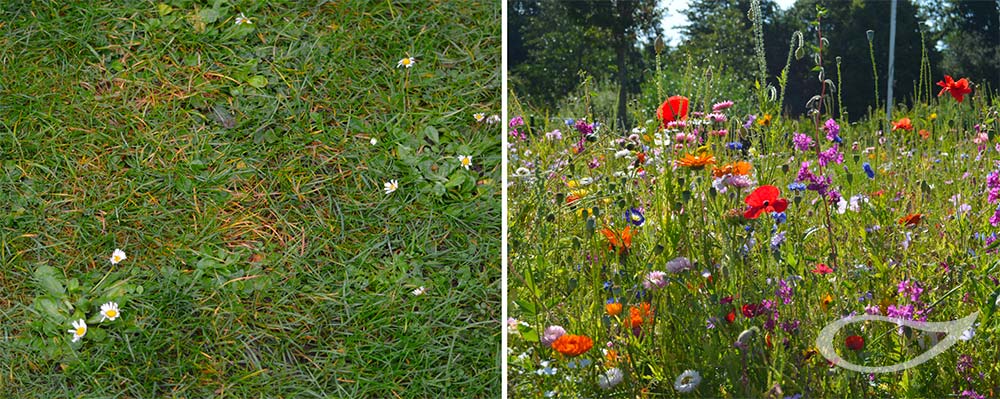 Insektenfreundlicherer Rasen