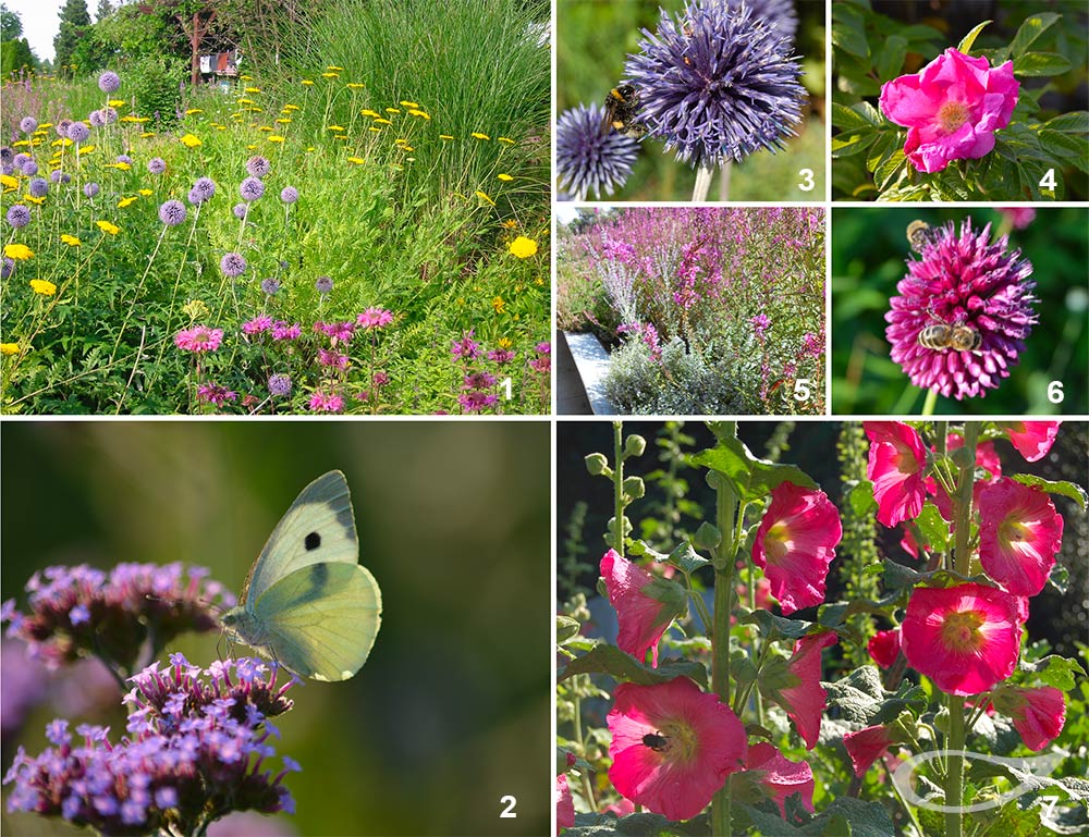 Bienen- und Insektenpflanzen: Sommertracht