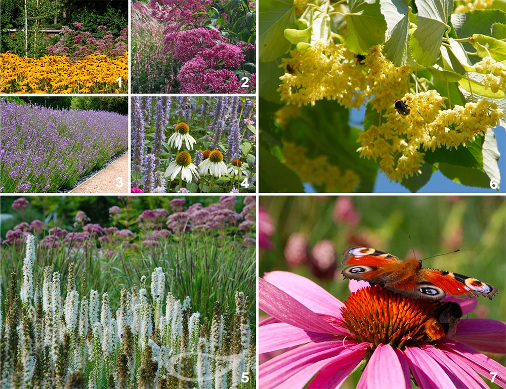 Bienenpflanzen mit Sommertracht (2)