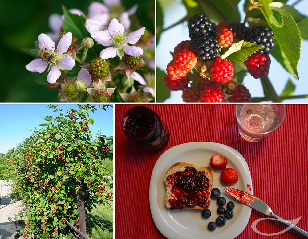 Rubus fruticosus Brombeere Fruchtverwertung