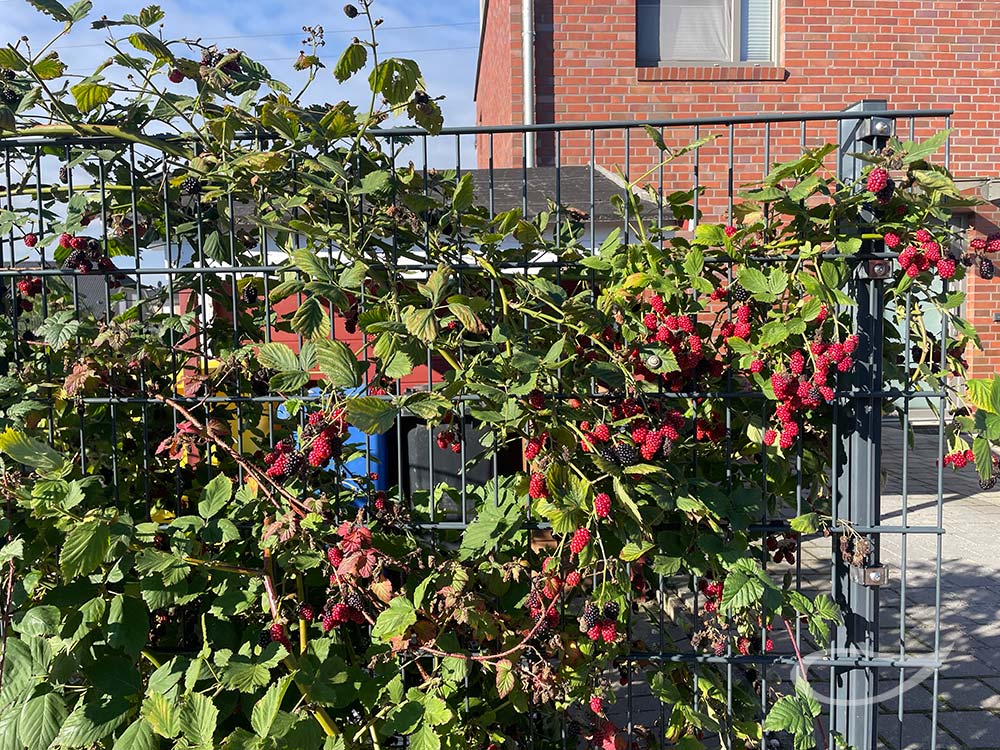 Brombeeren am Stabgittermattenzaun