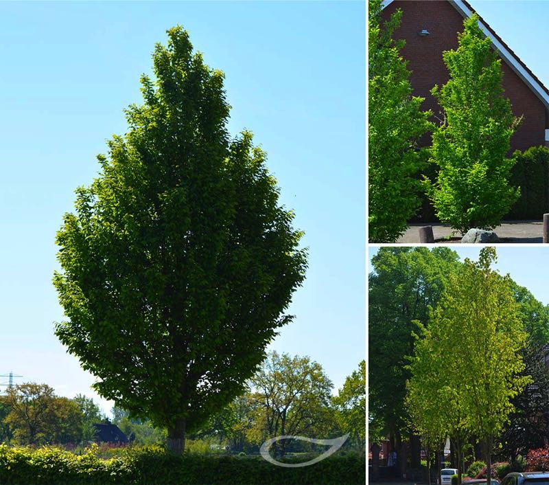 Carpinus betulus Fastigiata Pyramiden-Hainbuche 