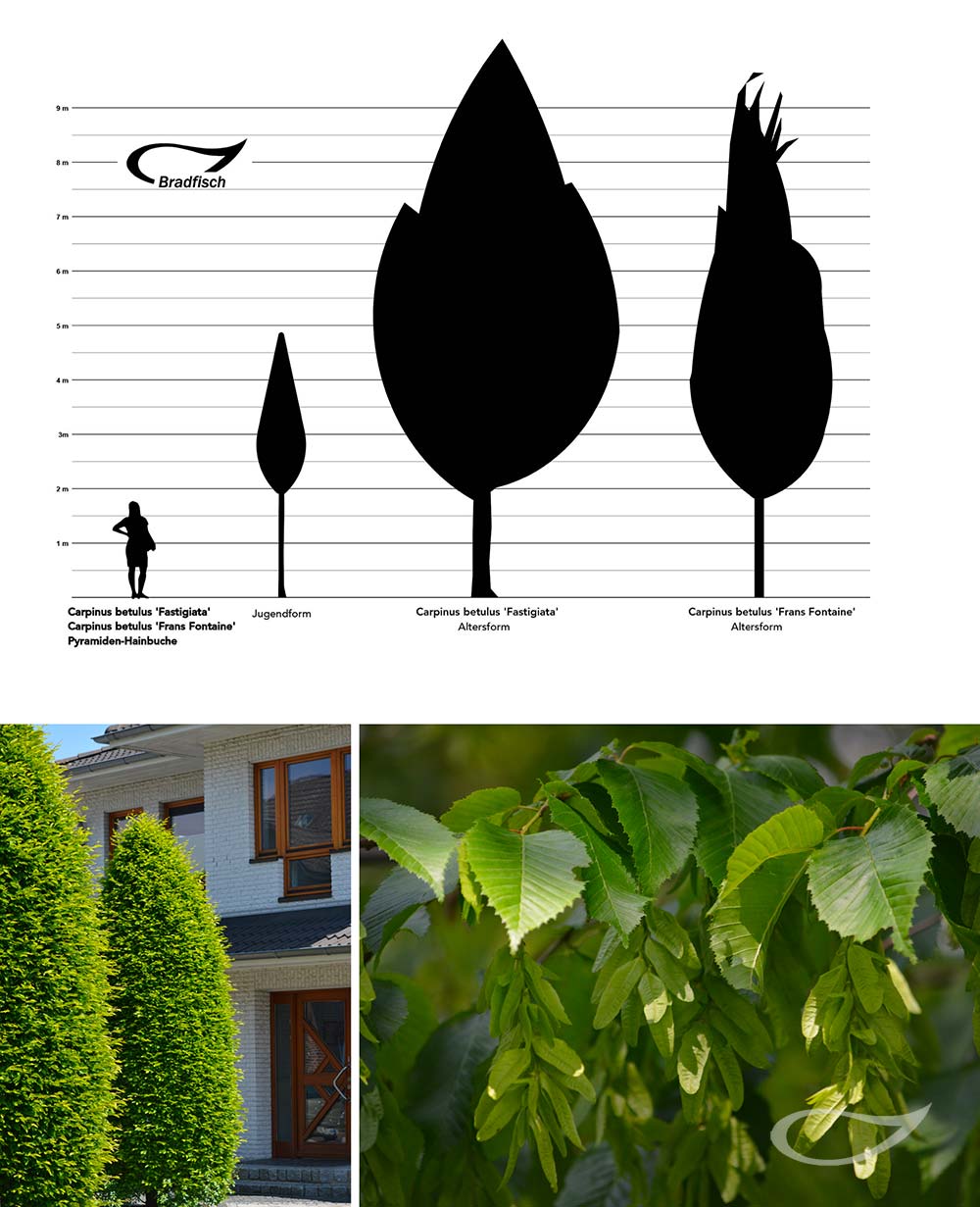 Carpinus betulus Fastigiata Pyramiden-Hainbuche