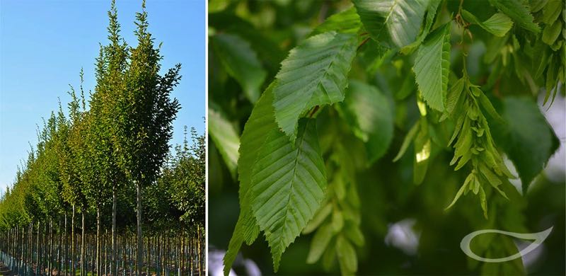 Carpinus betulus Fastigiata, Pyramiden-Hainbuche