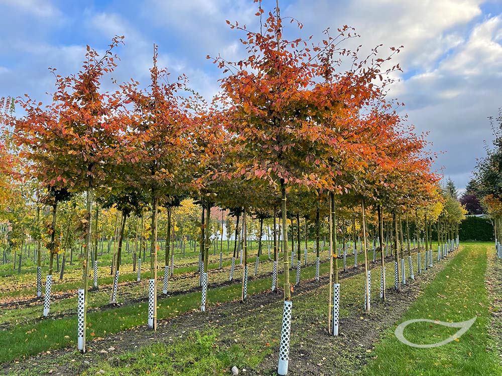 Carpinus betulus Rockhampton Red