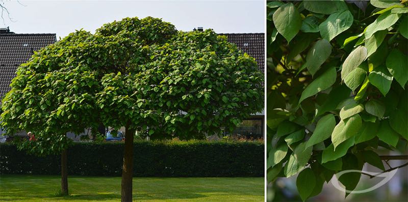 Catalpa bignonoides Nana Kugel-Trompetenbaum