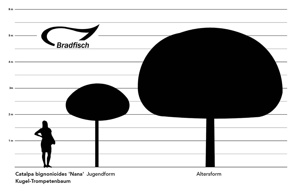 Catalpa bignonioides Nana Grafik Größenwachstum