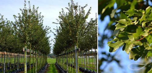 Containerbäume Acer campestre