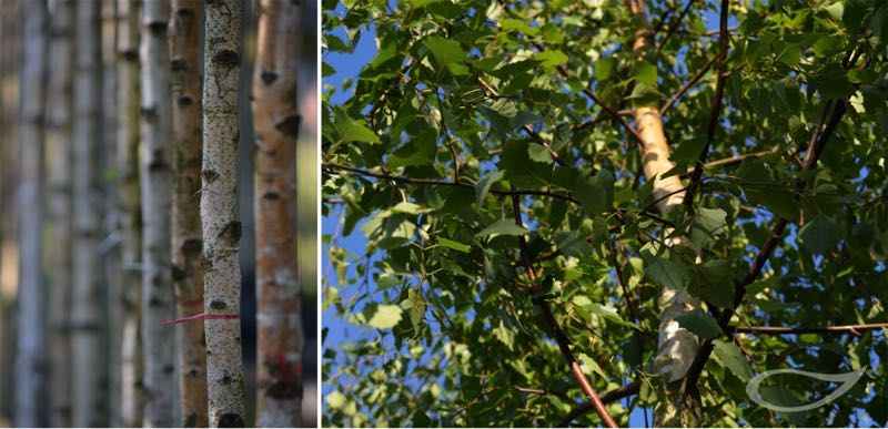 Containerbäume Betula pendula