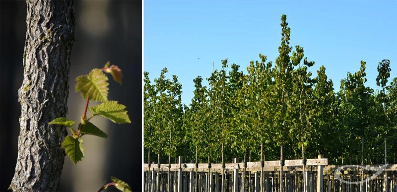 Containerbäume Corylus colurna