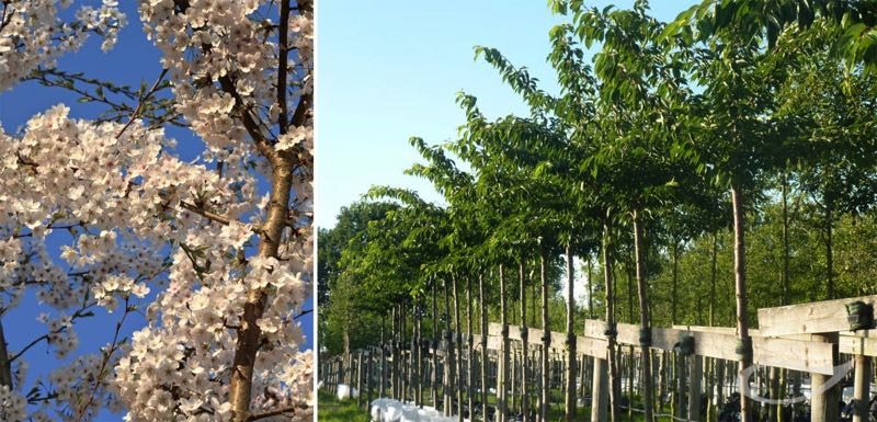 Containerbäume Prunus yedoensis