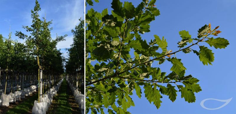 Containerbäume Quercus petraea