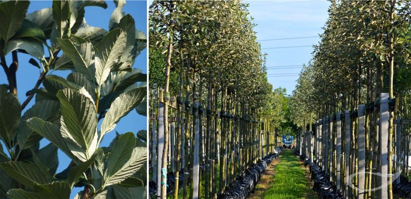 Containerbäume Sorbus aria