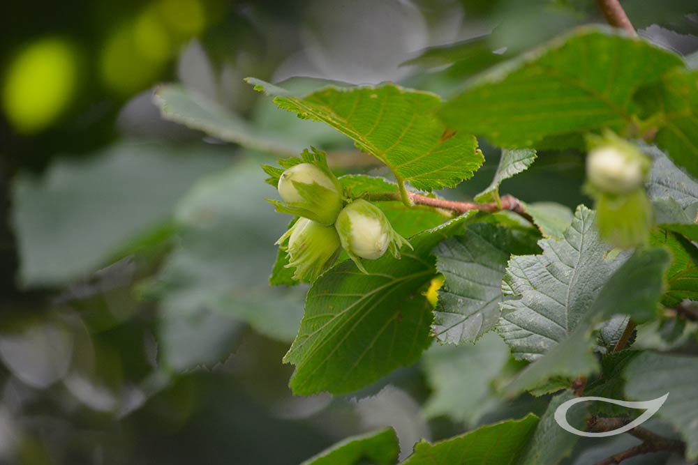 Corylus avellana mit unreifen Nüssen