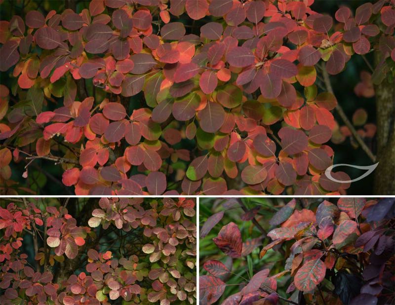 Cotinus Herbstfärbung